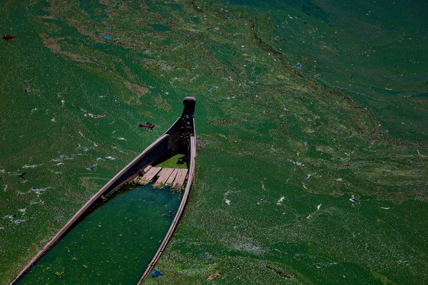 An abandoned wooden boat sitting in a lake whose surface is thickly covered in green algae