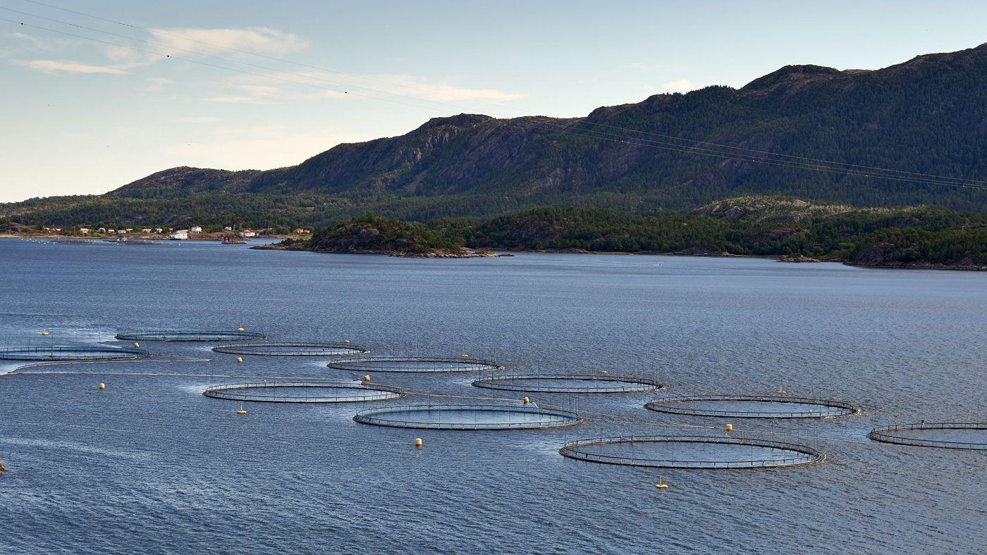 Circular fish farm net pens moored in sheltered coastal water below mountains