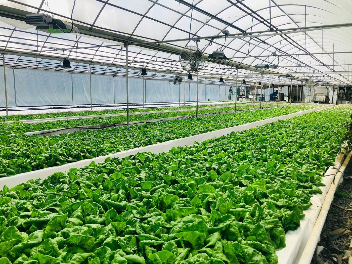 Dense rows of spinach growing under glass in a controlled-environment greenhouse